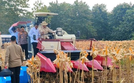 Presiden Prabowo dan Kapolri Panen Raya Jagung Nasional di Tuban Perkuat Ketahanan Pangan